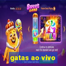 gatas ao vivo