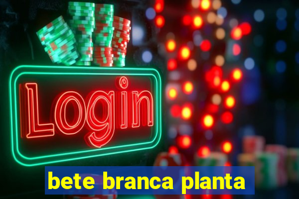 bete branca planta